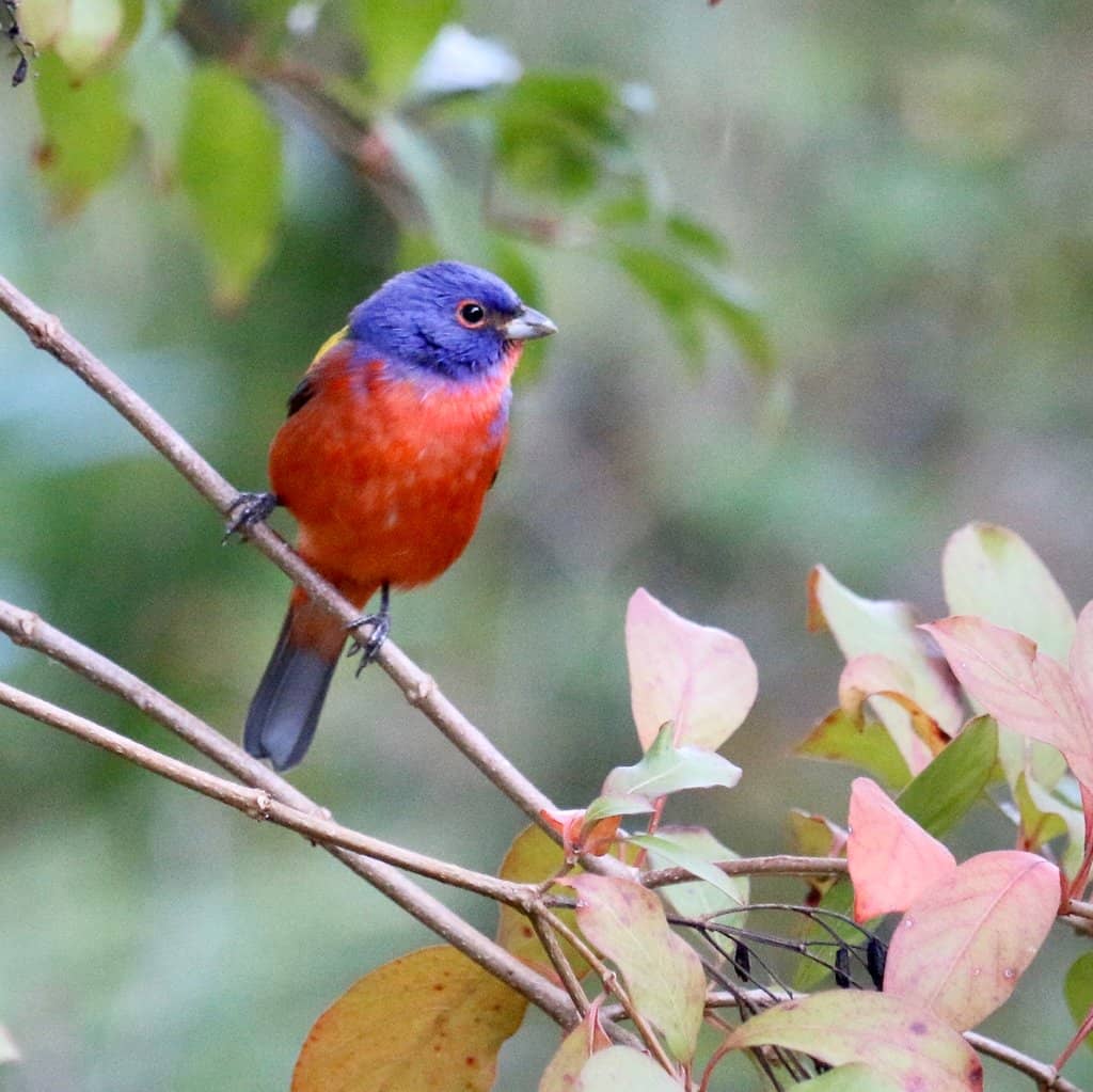 Abundant Wildlife Sightings