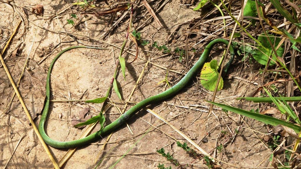 Wildlife Spotting Opportunities