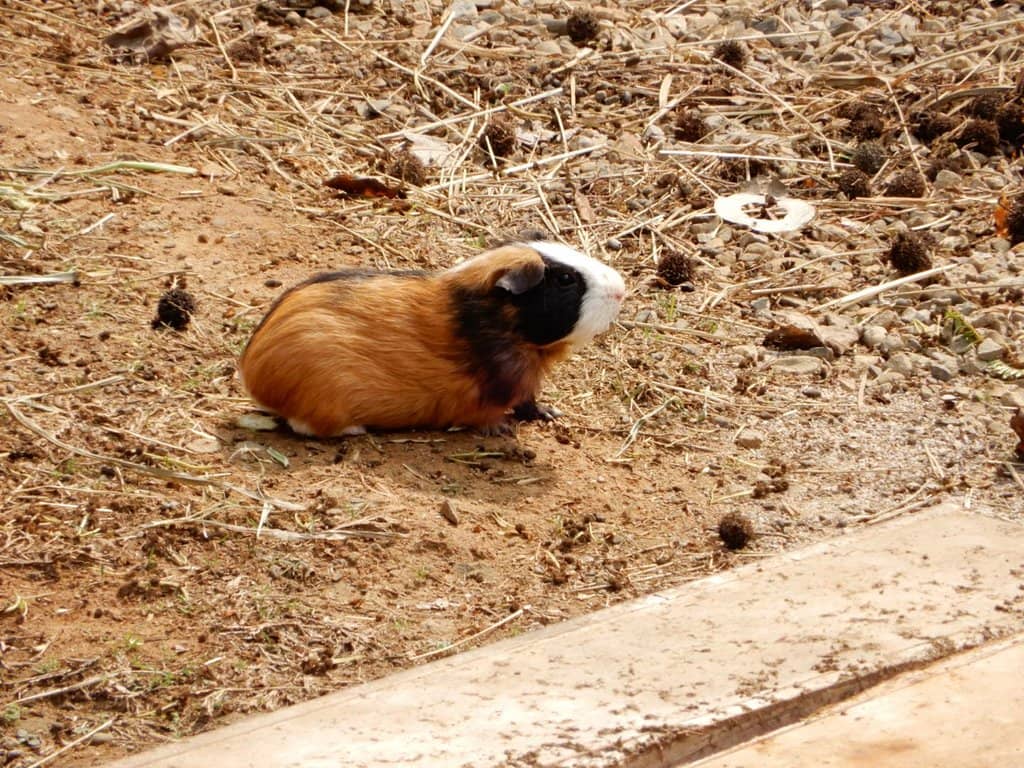 Le Le the Orangutan
