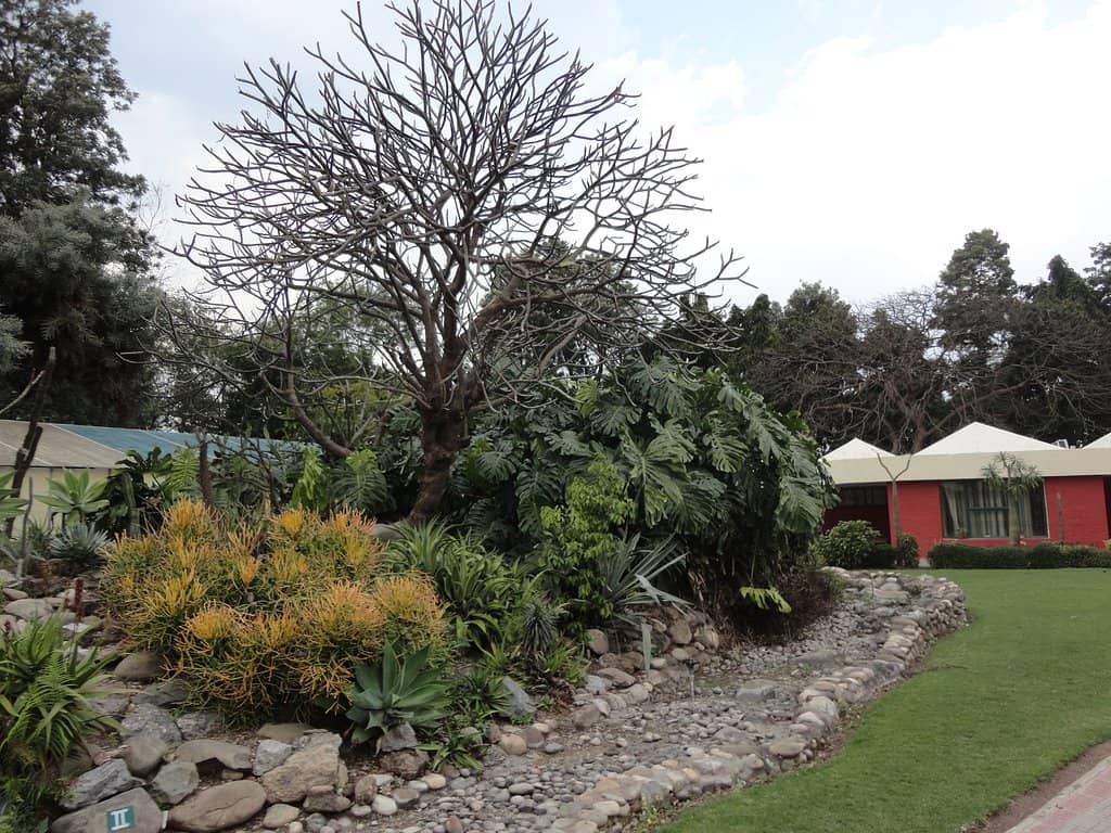 Glasshouse Wonders