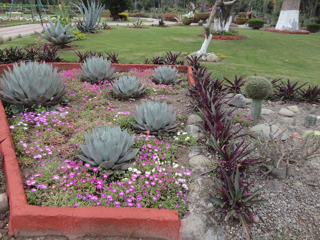 Towering Desert Giants