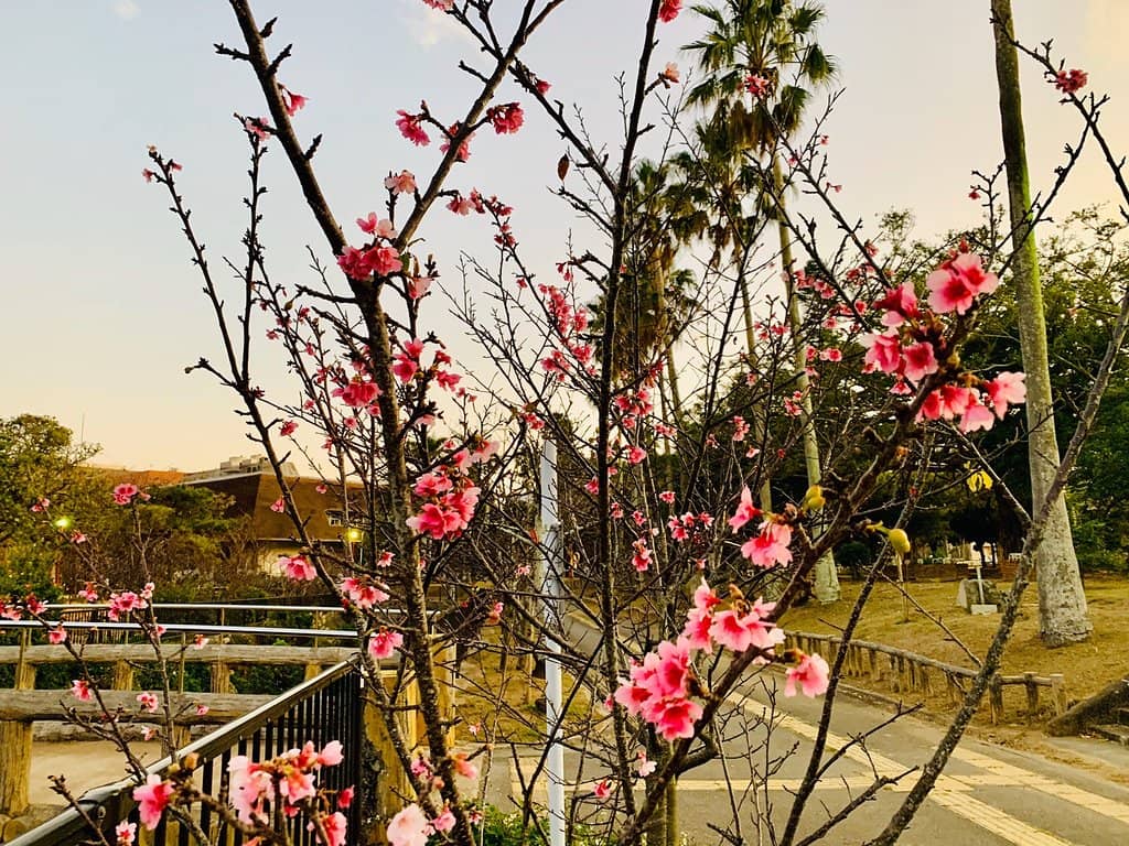 Old Locomotive Display