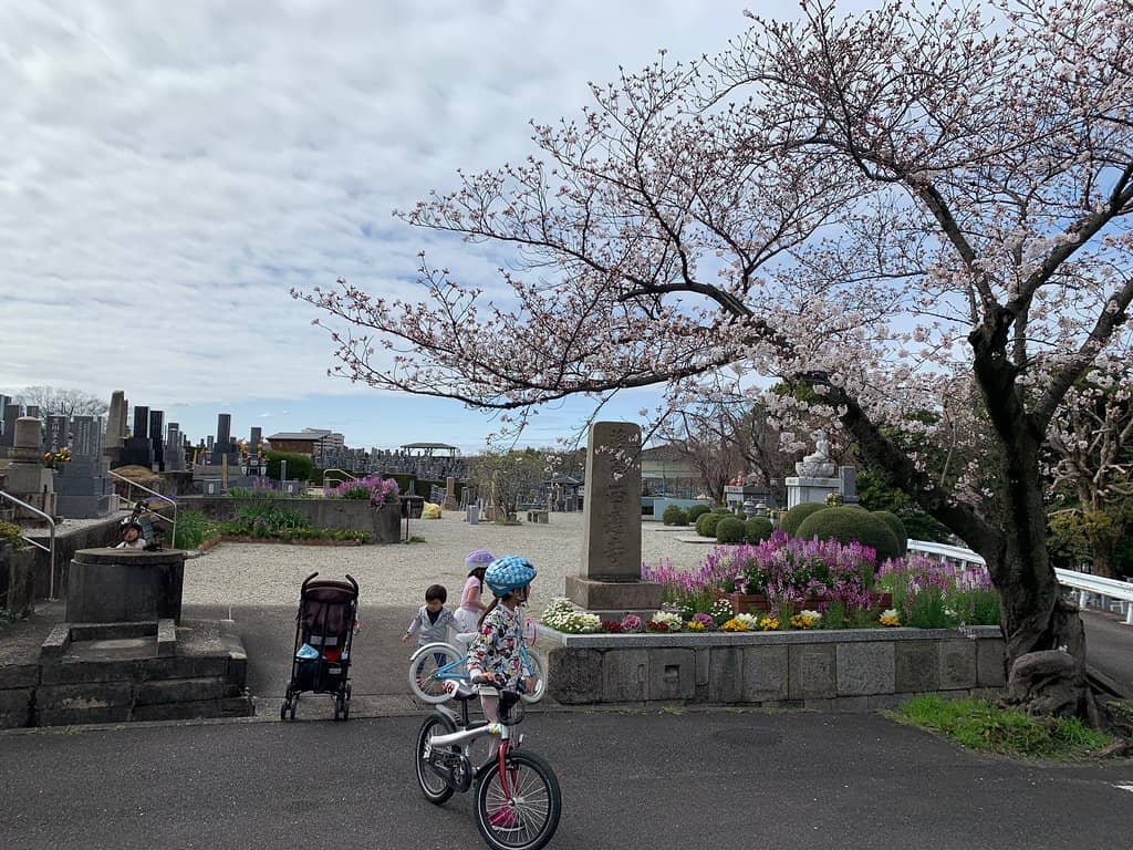 Cherry Blossom Spectacle