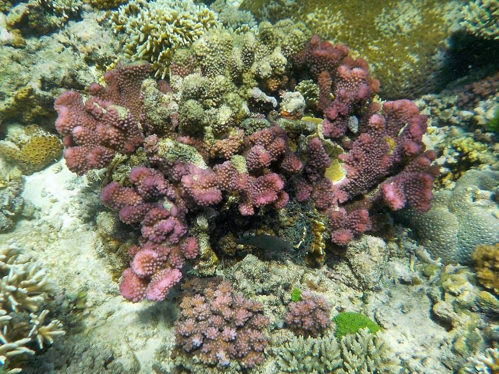 Underwater Wonders