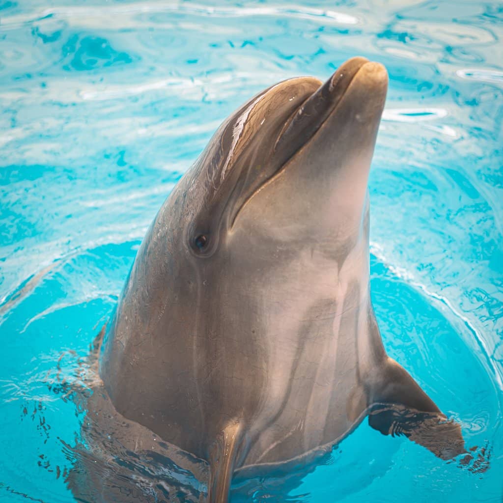 Up-Close Dolphin Encounter