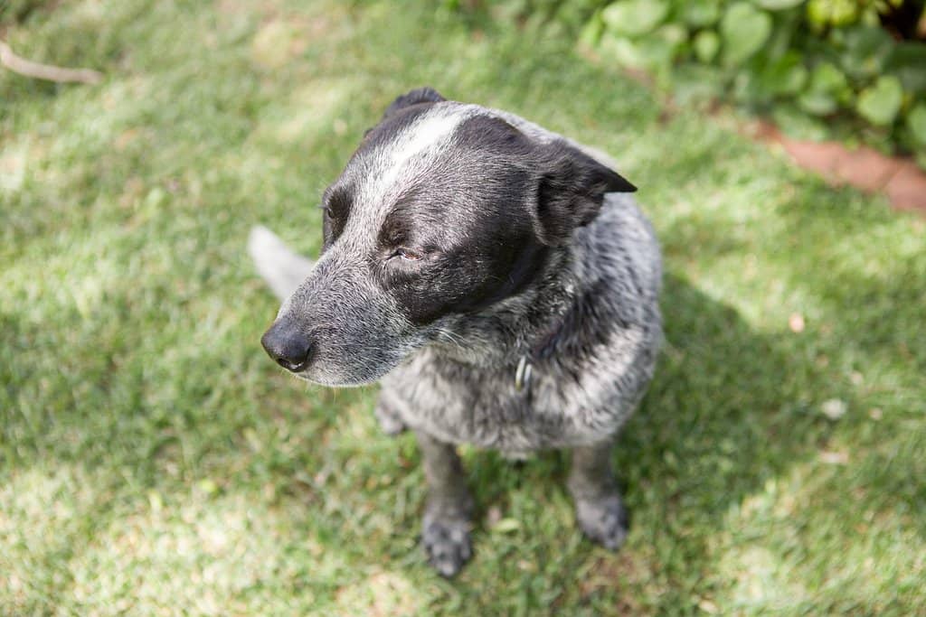 Panoramic San Gabriel Valley Views