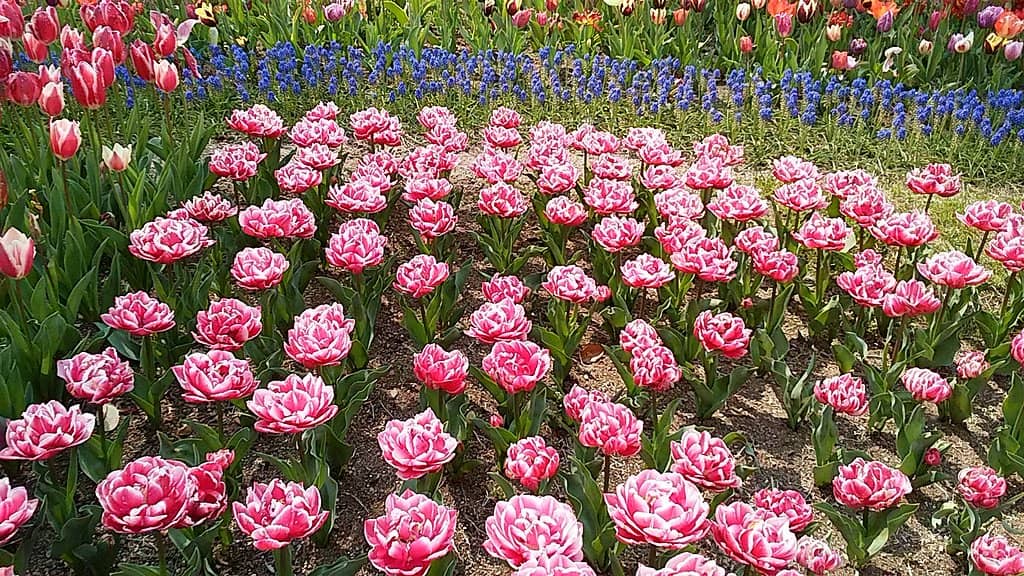 Kisosansen Lookout Tower