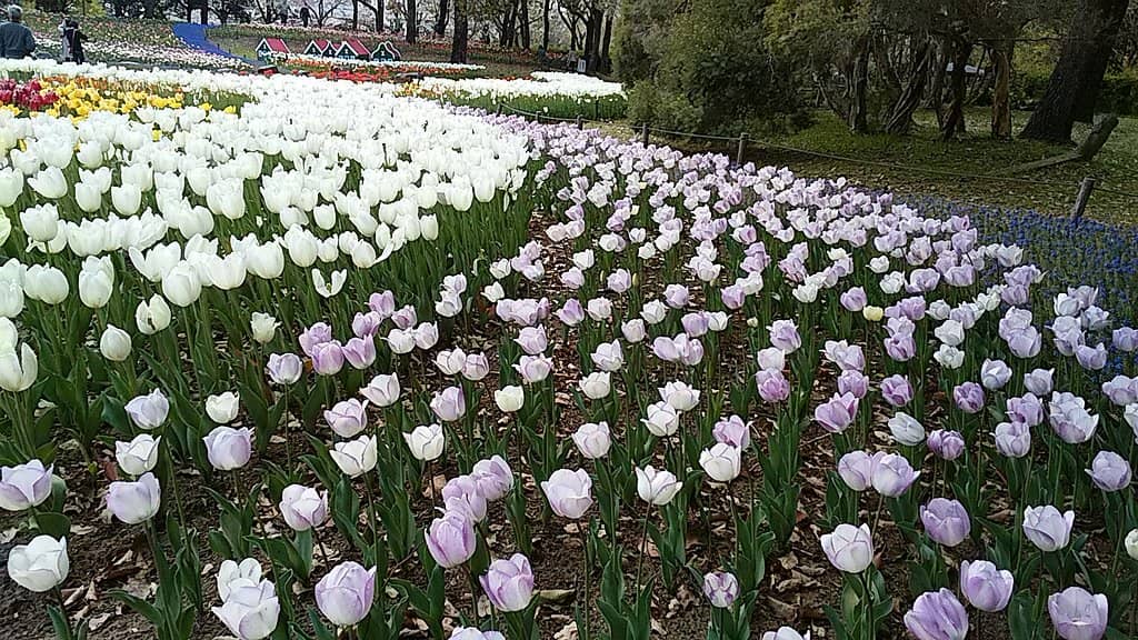 Seasonal Flower Gardens