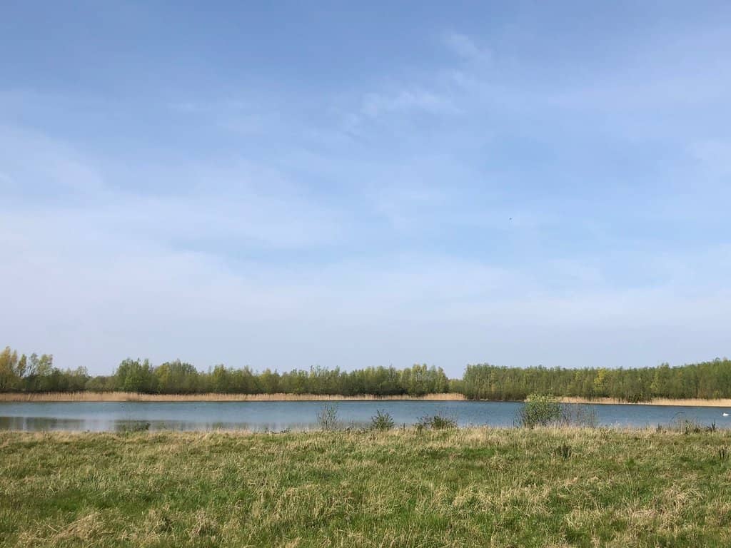 Vast Reedbed Ecosystems