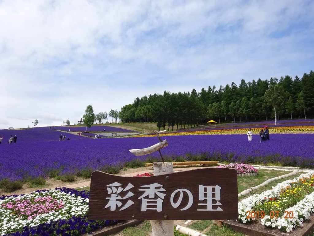 Lavender Blooms