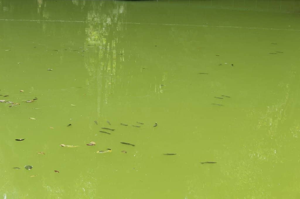 Lampokhari Lake