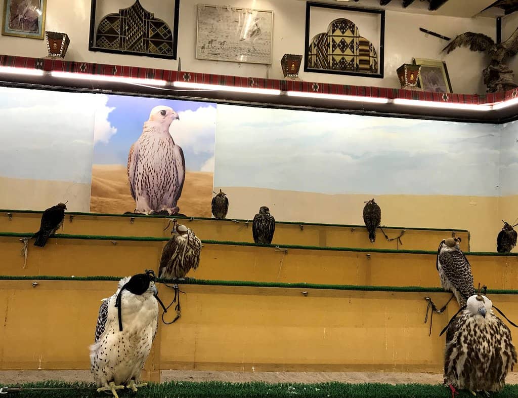 Majestic Falcon Encounters