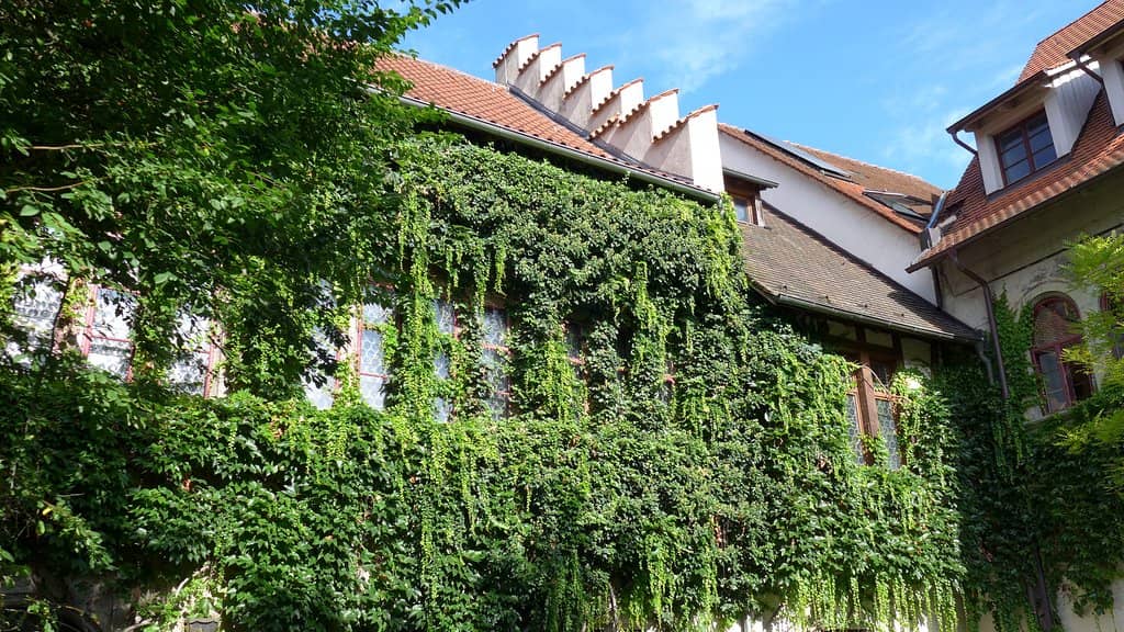 Festive Christmas Markets