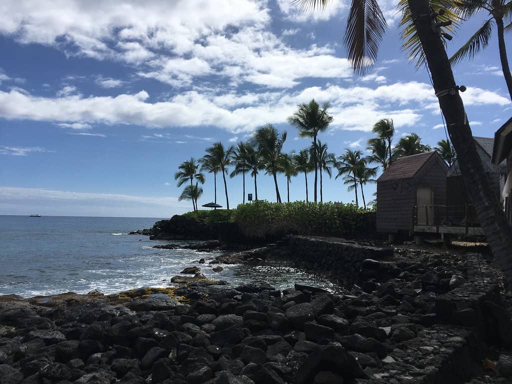 Thatched Grass Hales