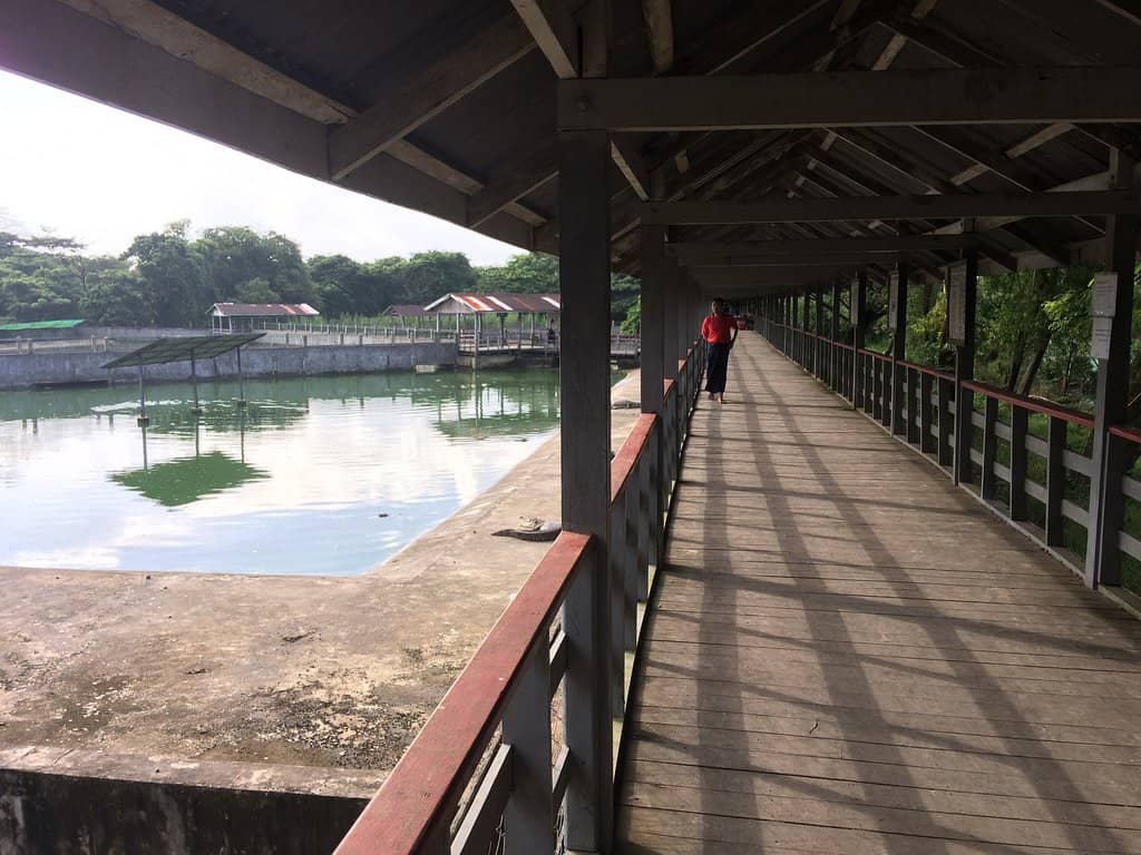 Baby Crocodile Cuddles