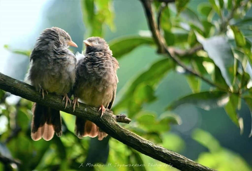 Natural Water Stream Pool