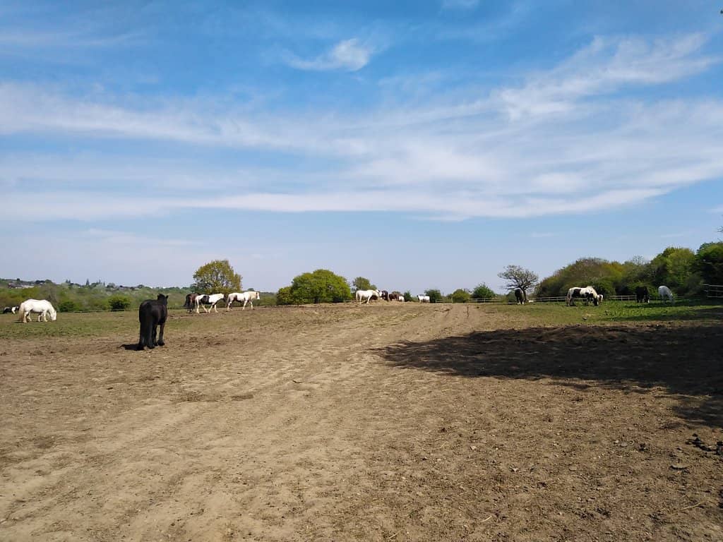 Scenic Walking Trails