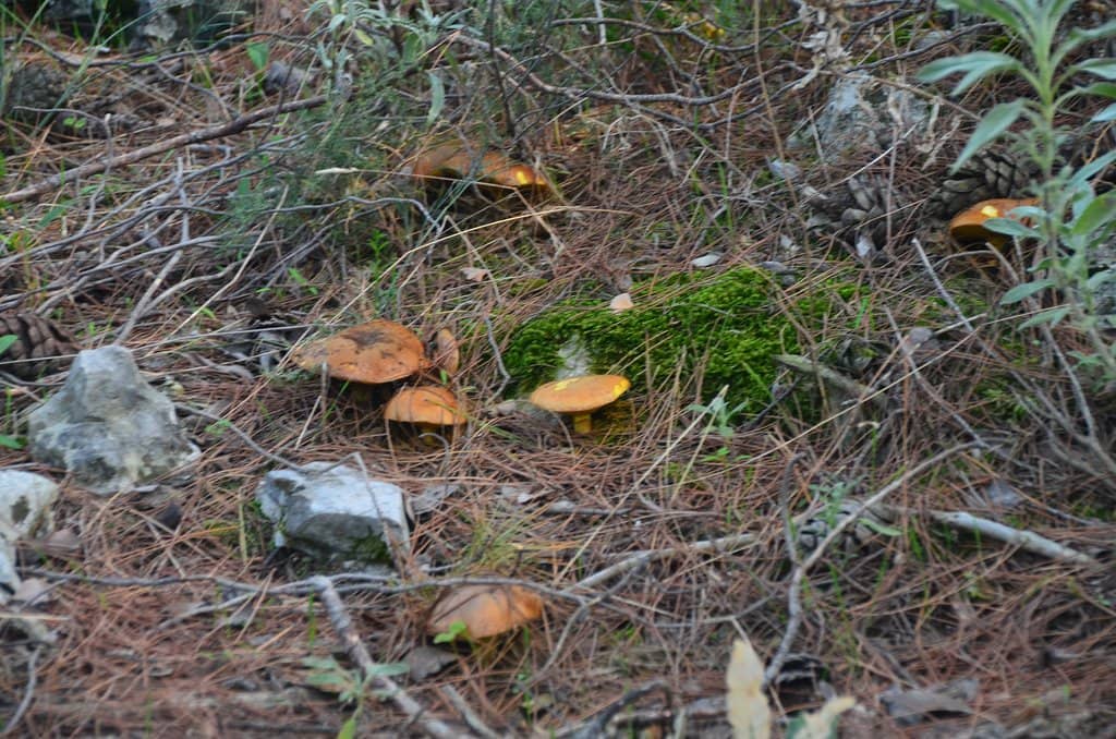 Panoramic City Views