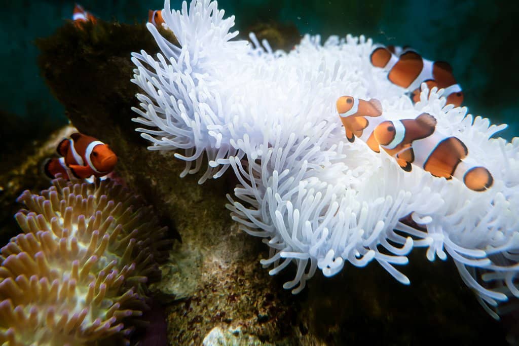 Vibrant Aquariums