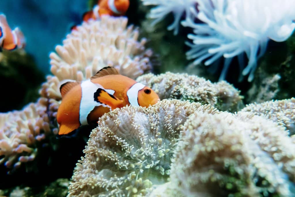 Giant Whale Skeletons