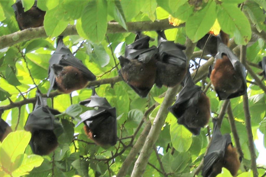 Tranquil Forest Trails