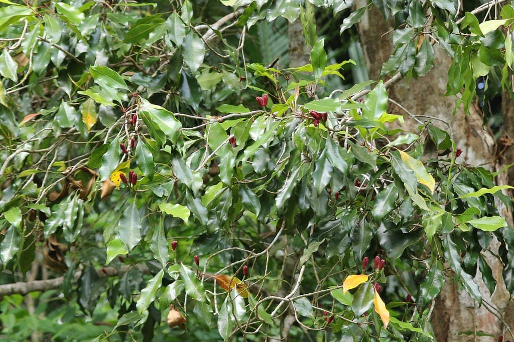 Indigenous Wildlife Encounters