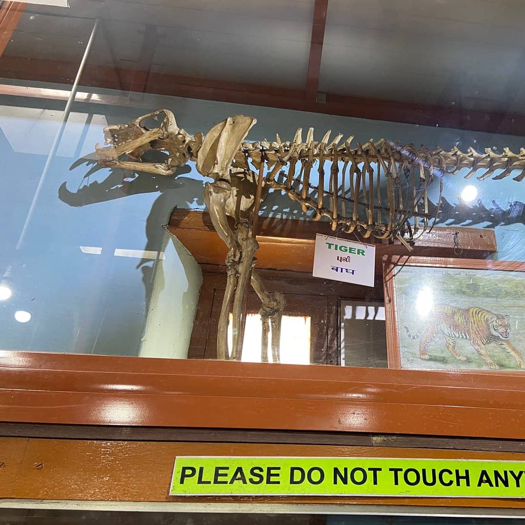 Skeletal Displays
