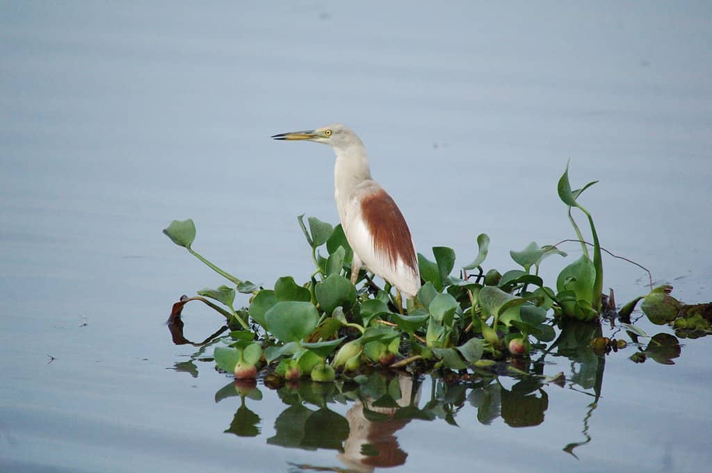 Mangrove Canals
