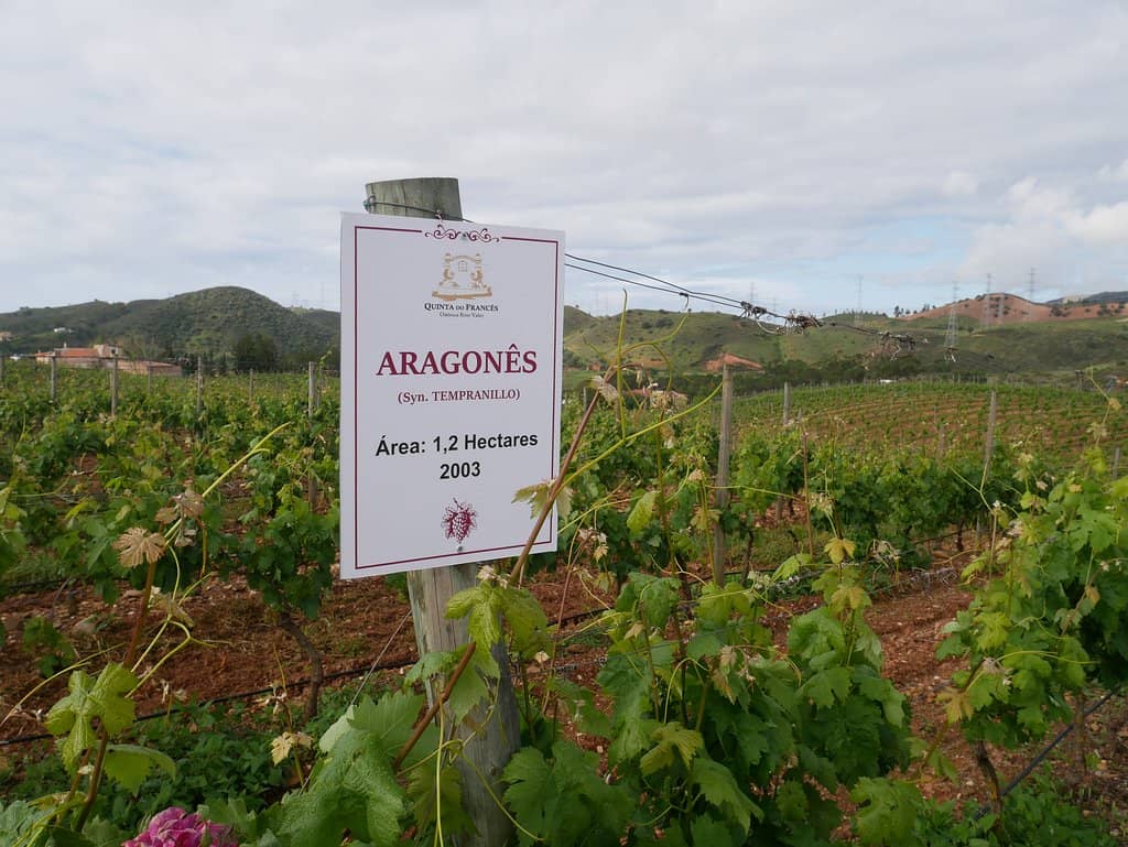 Guided Winery Tour
