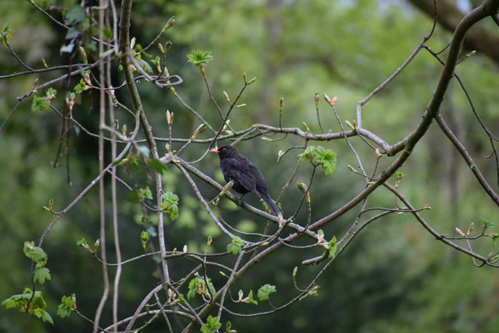 Mature Woodland Trails
