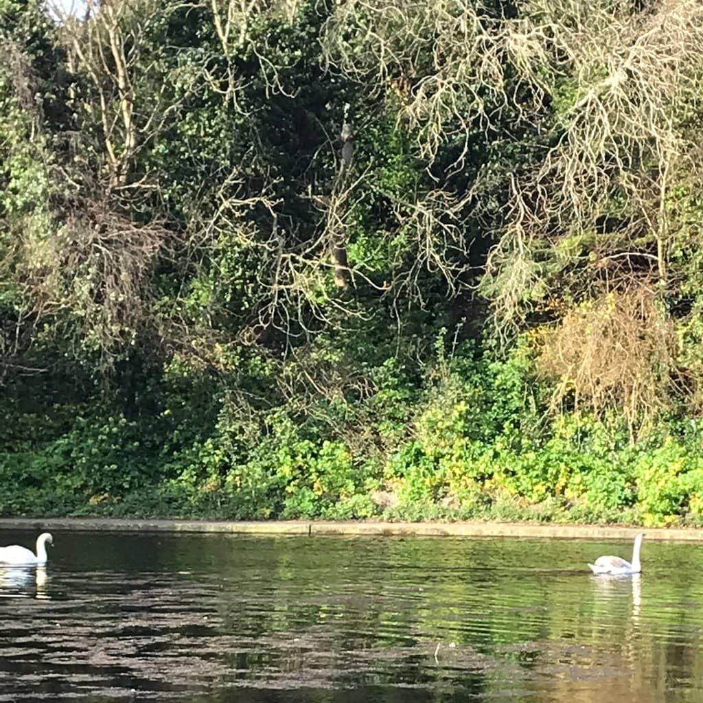 Lakeside Wildlife