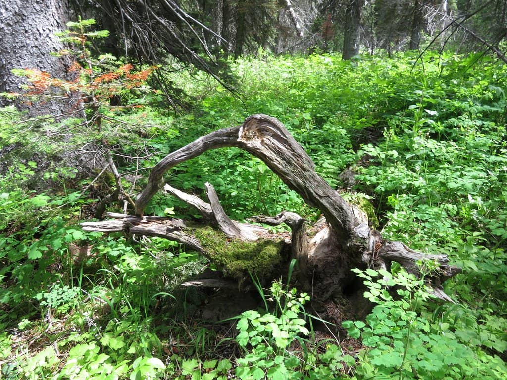 Wildlife Sightings