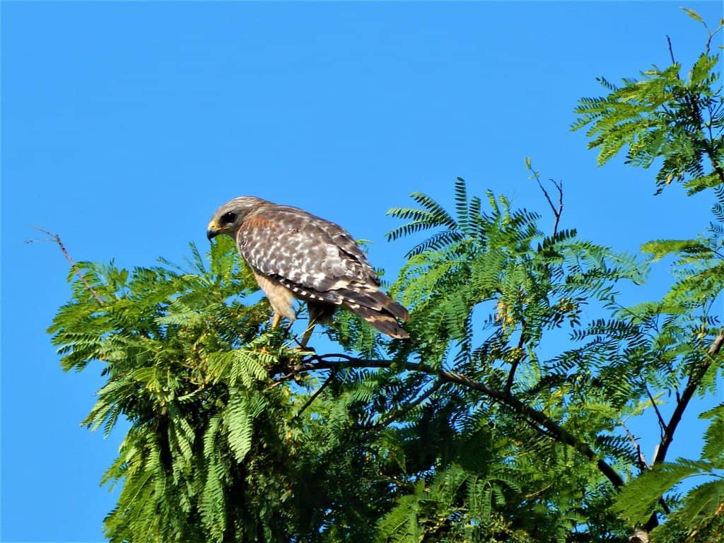 Playgrounds & Pavilion