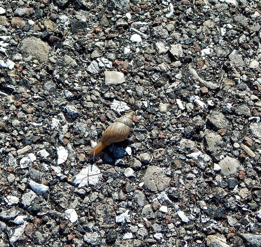 Wildlife Spotting