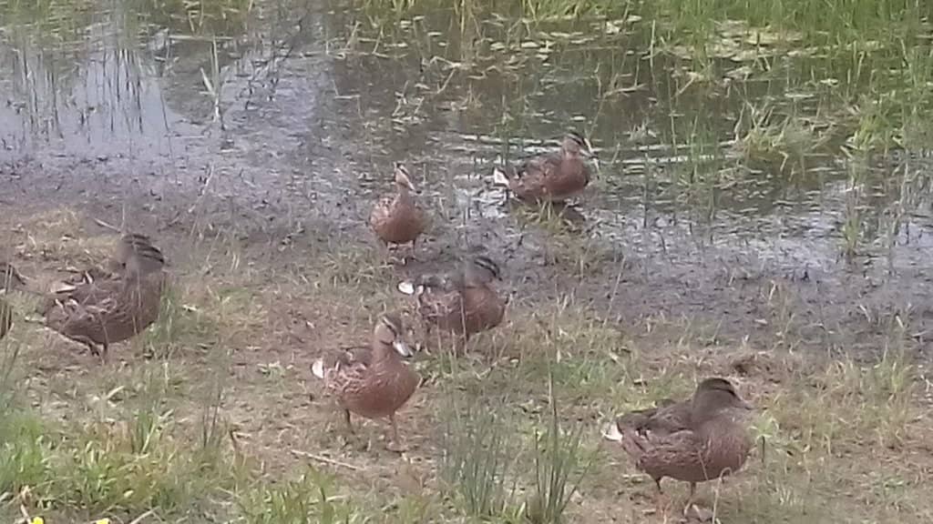 Nature's Serenity