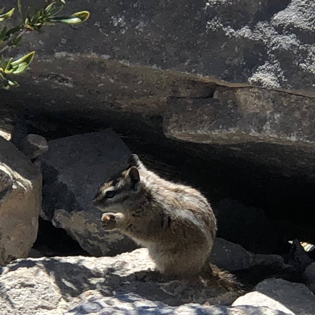 Cascading Waterfalls