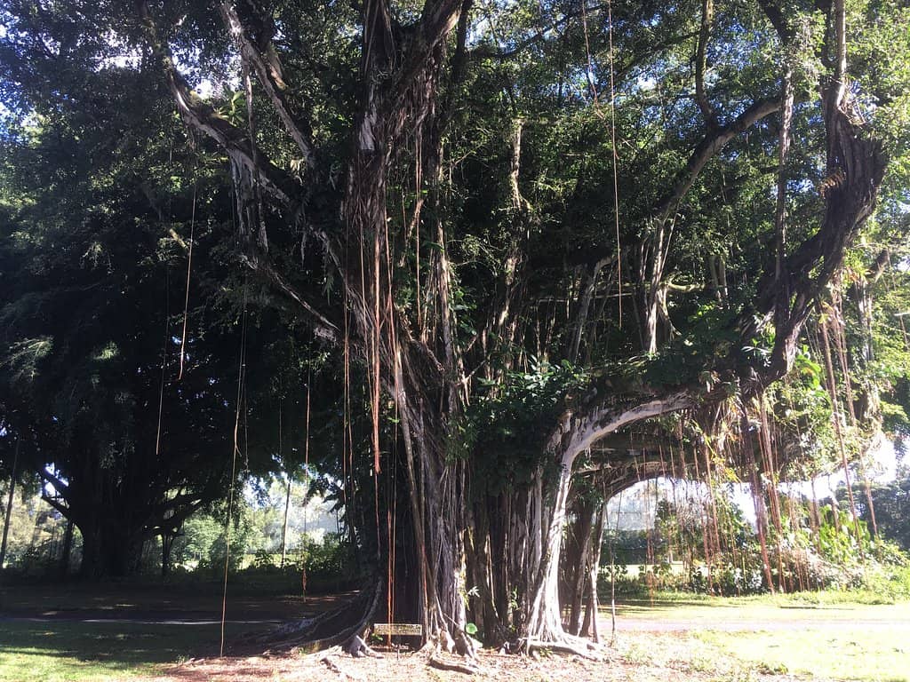 Magnificent Banyan Trees