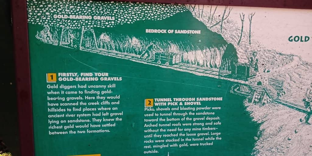 Peaceful Rimu Forest