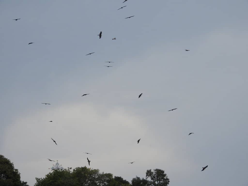 Diverse Birdlife