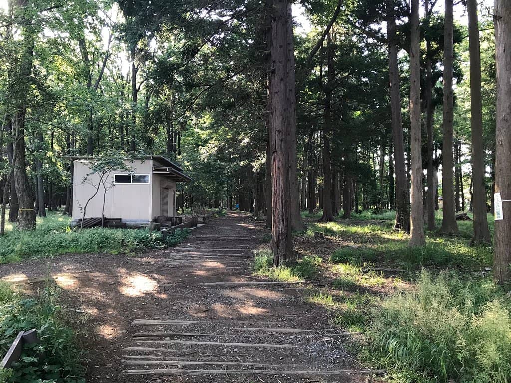 Endless Cherry Blossom Avenue