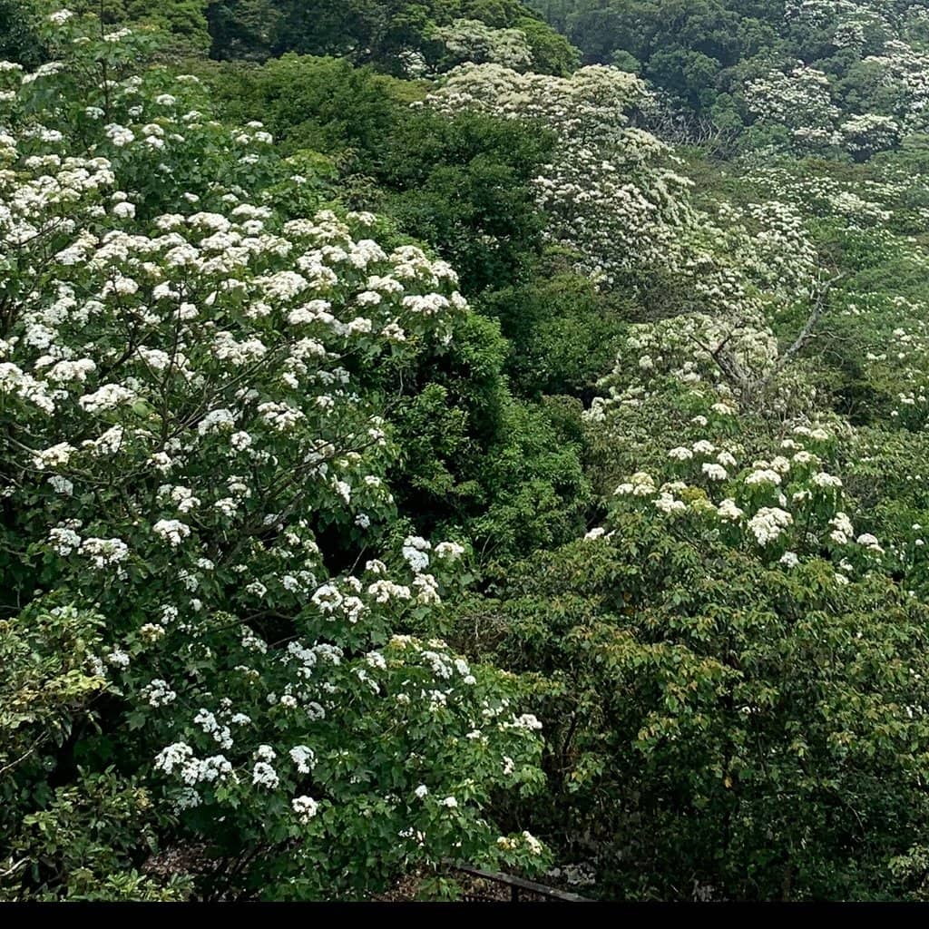 Tea House Experience