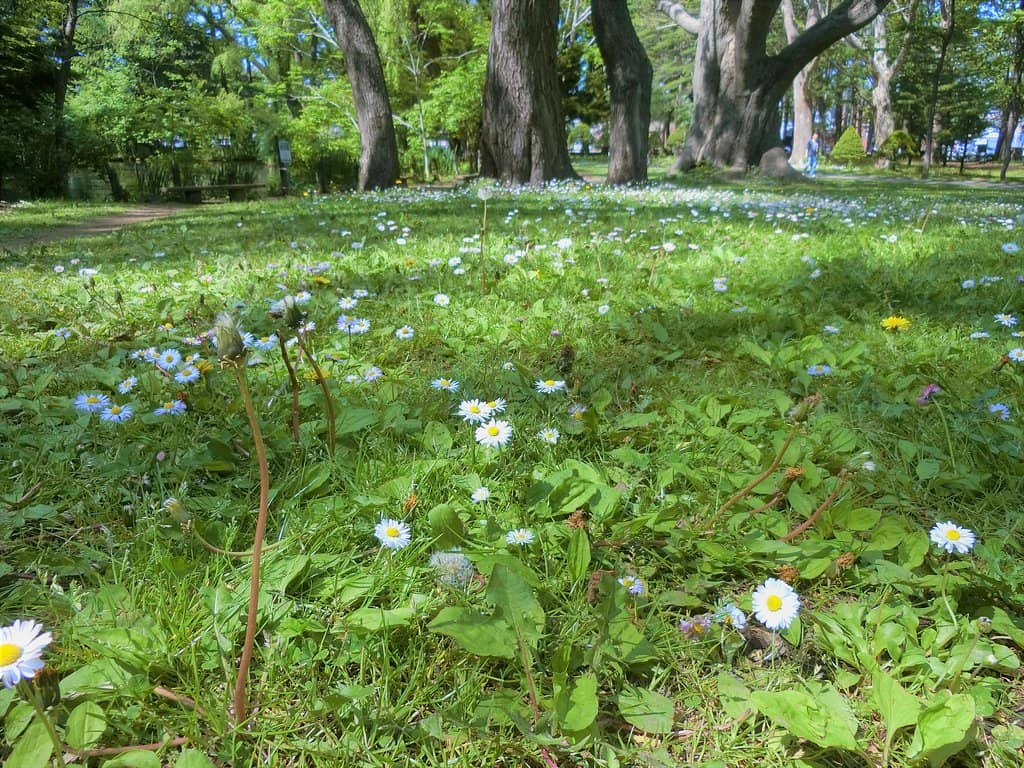 Sakura and Ume Blossoms