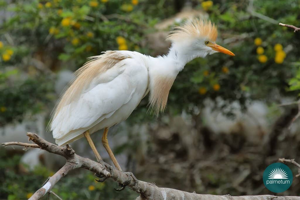 Wildlife Encounters