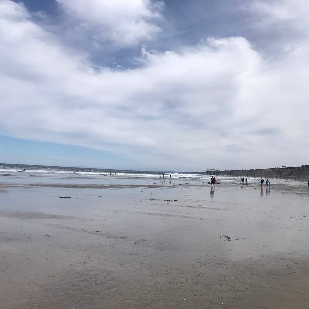 Leopard Shark Encounters