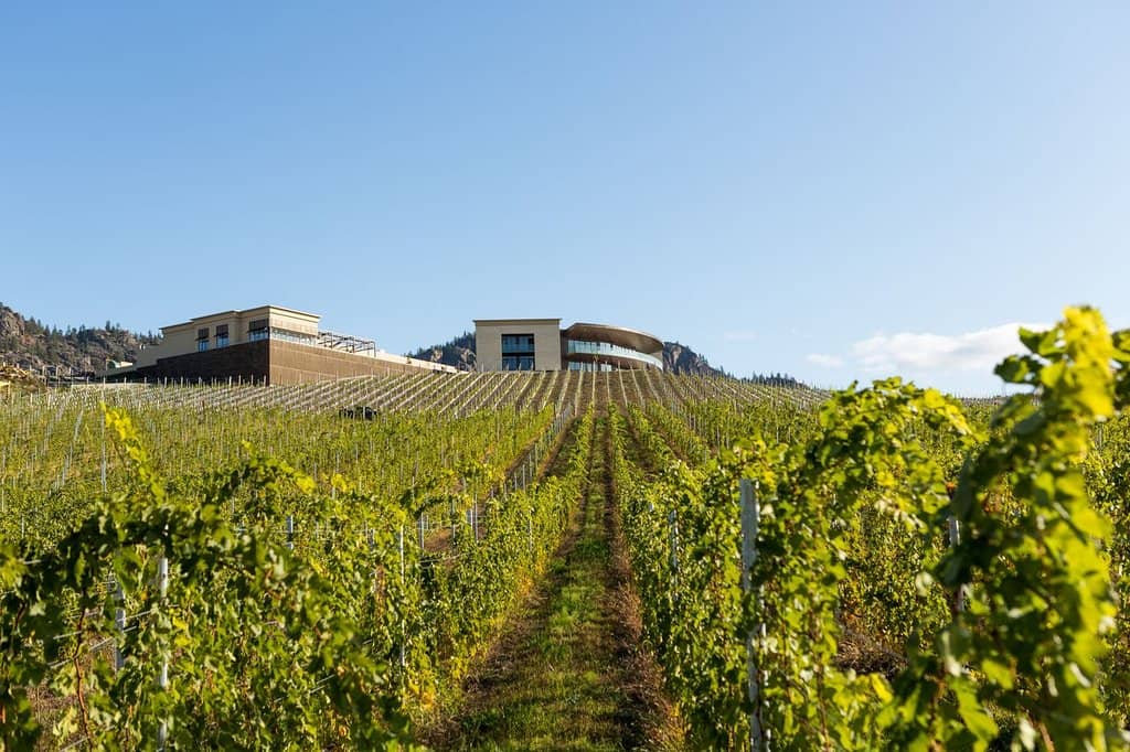 Vineyard Views