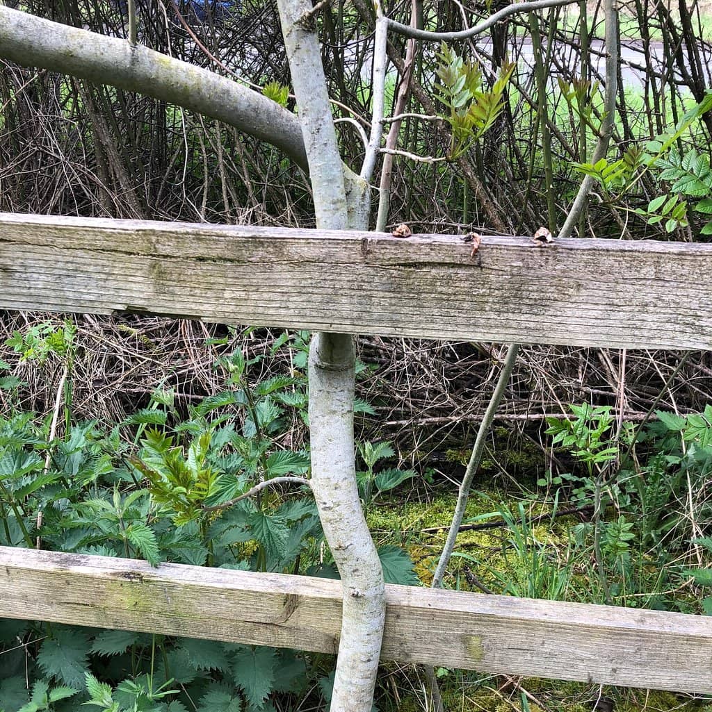 The Babbling Brook