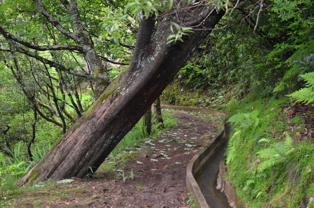 Laurisilva Forest Immersion