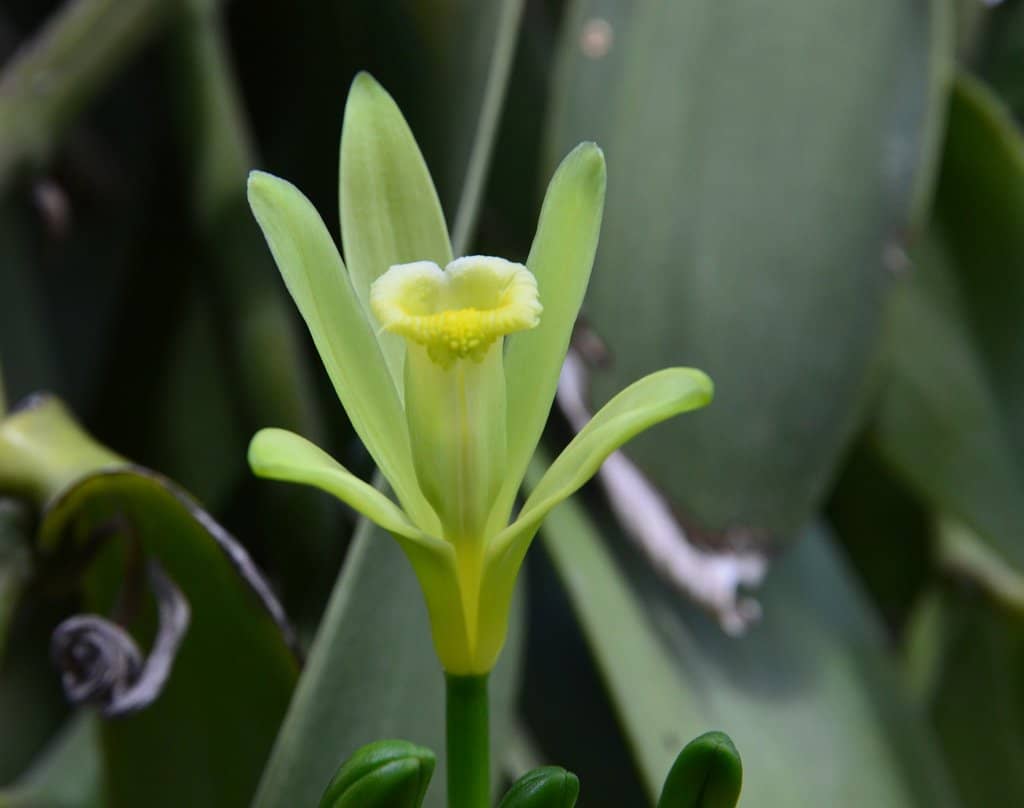 Giant Aldabra Tortoises