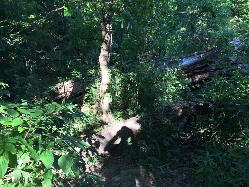 Disc Golf Course