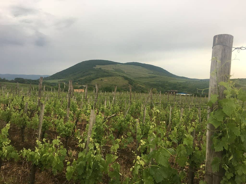 Wine Cellar Tour